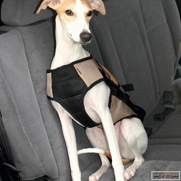 Seat belt for dogs