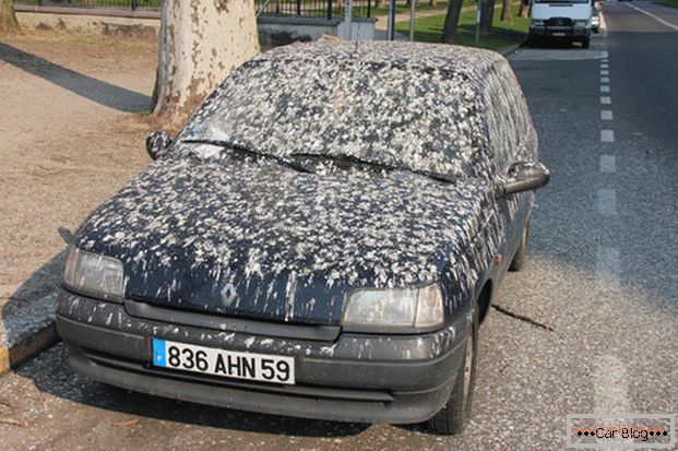 Bird droppings on the car body - to waste